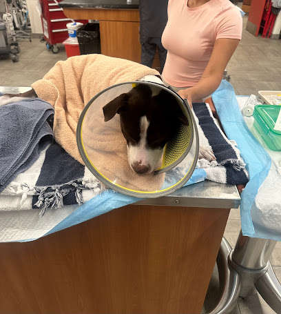 Veterinary Emergency Group