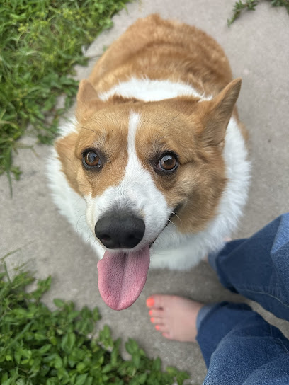 Santa Barbara Animal Hospital Santa Barbara Animal Hospital