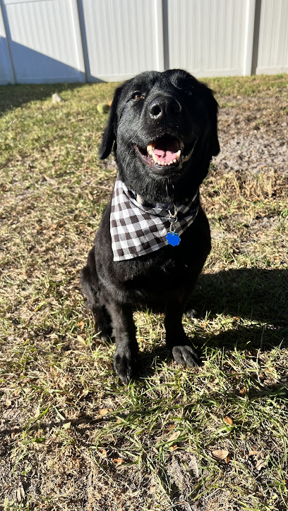 Tampa Mobile Veterinary Services, LLC / Jeanne Hart, DVM