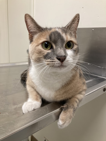 Winter Springs Veterinary Clinic