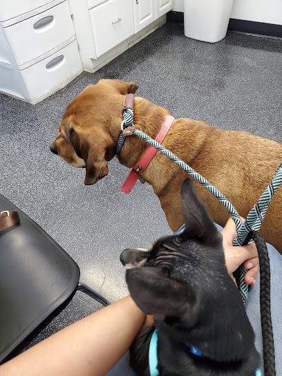 Hiawassee & Clarcona-Ocoee Pet Hospital, LLC