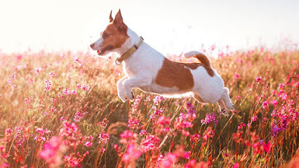 Animal Clinic Of Wekiva