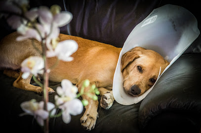 Harmony Vet Care of Oldsmar