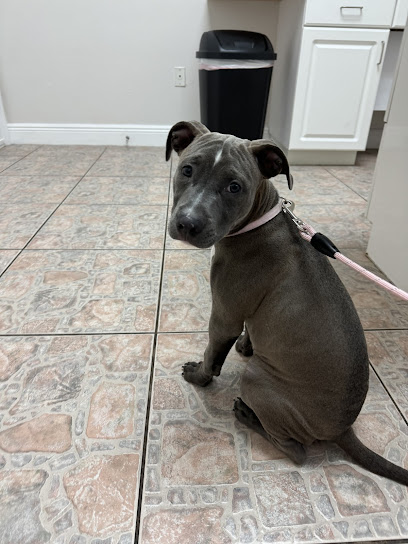 Advanced Veterinary Services Advanced Veterinary Services