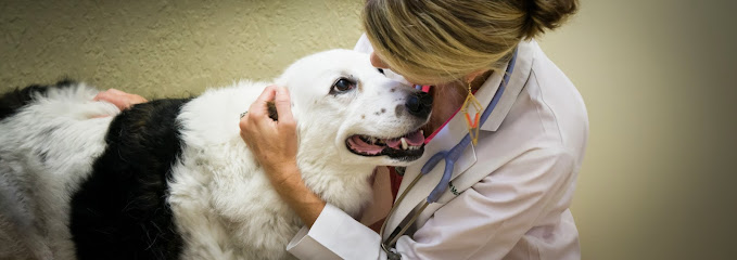 Downtown Pet Hospital Downtown Pet Hospital