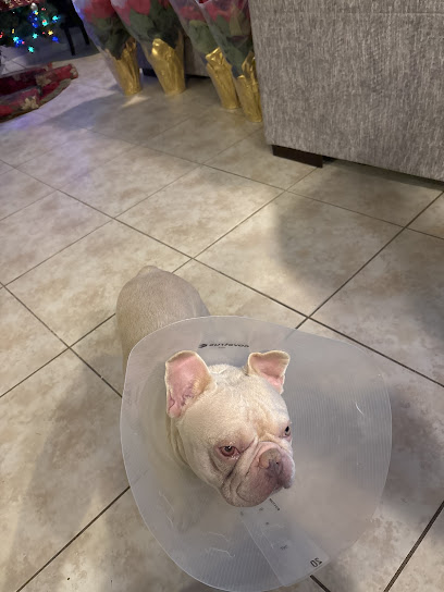 Kingdom Pet Hospital & House Calls Kingdom Pet Hospital & House Calls