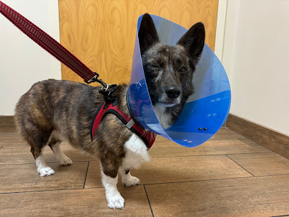 Veterinary Emergency Clinic of Central Florida | Orlando, FL Veterinary Emergency Clinic of Central Florida | Orlando, FL