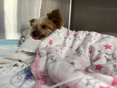 Advanced Veterinary Care Advanced Veterinary Care