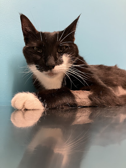 Lake Nona Animal Clinic Lake Nona Animal Clinic