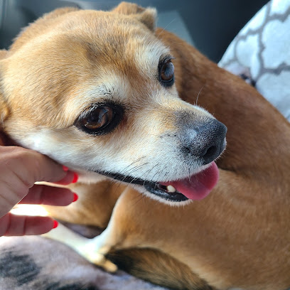 Haines Road Animal Hospital