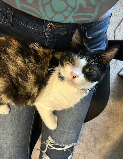 Animal Doctors of South Tampa Animal Doctors of South Tampa