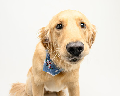 Hometown Veterinary Partners St Petersburg