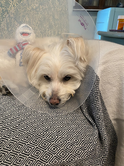 Animal Hospital-Treasure Island