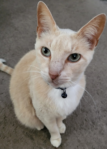 Avalon Animal Hospital Avalon Animal Hospital