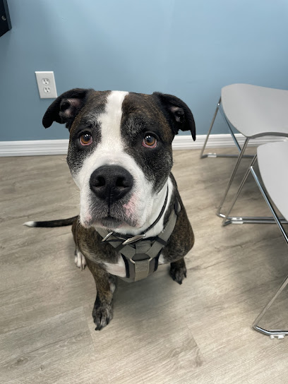 Affordable Pet Hospital Affordable Pet Hospital