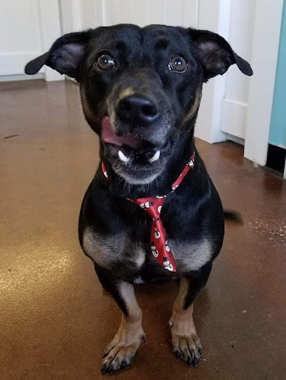 New Tampa Animal Hospital