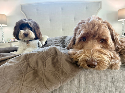 Animal Dermatology Clinic