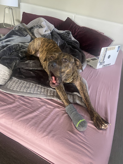 Florida Veterinary Referral Center – Emergency and Specialty Care