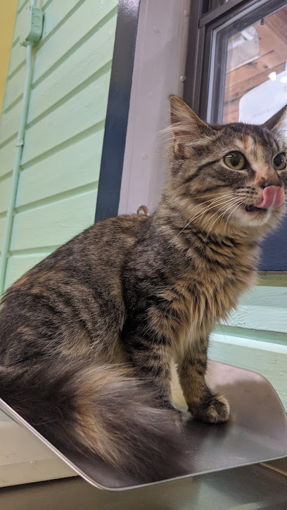 AVC – Animal Vet Clinic