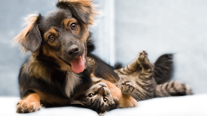 Estero Animal Hospital