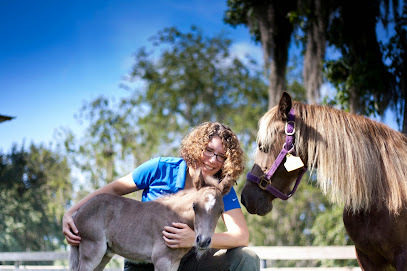 Large Animal Hospital, UF College of Veterinary Medicine