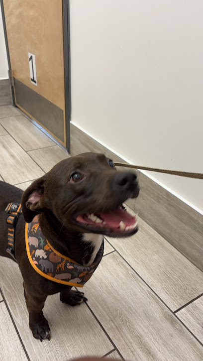 First Coast Vets Affordable Animal Hospital