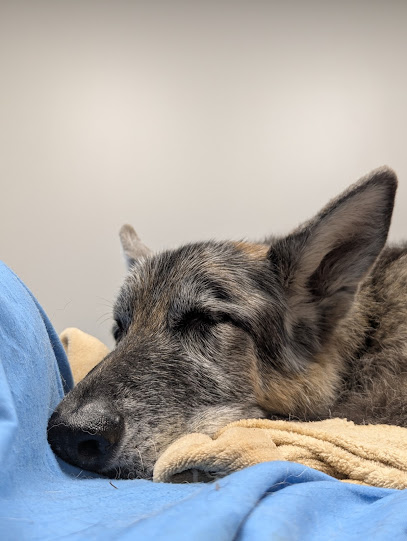 Veterinary Emergency Clinic Of Central Florida | Villages, FL