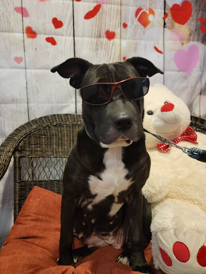 Animal Medical Center