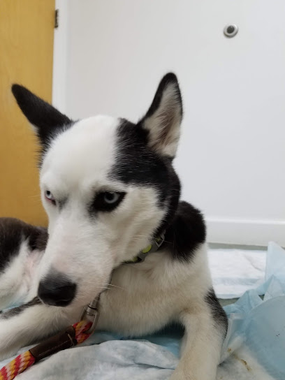 Tavares Animal Hospital