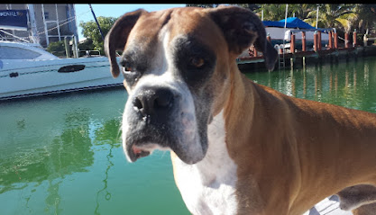 Island Animal Hospital