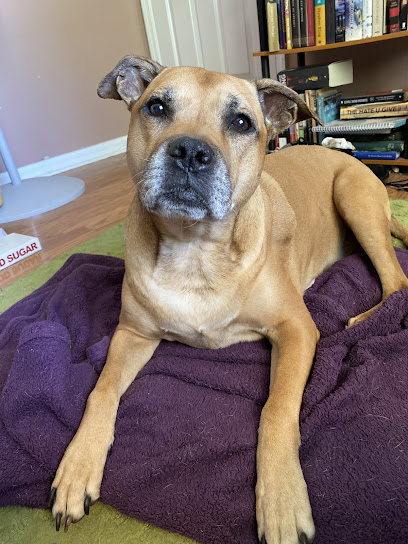 Eustis Veterinary Hospital