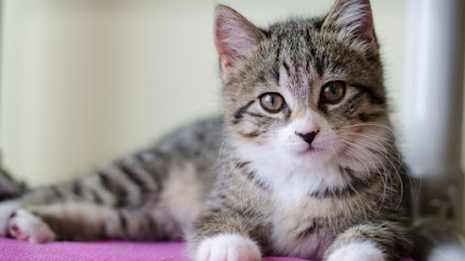 Patty Baker Humane Society Naples: Main Shelter Patty Baker Humane Society Naples: Main Shelter