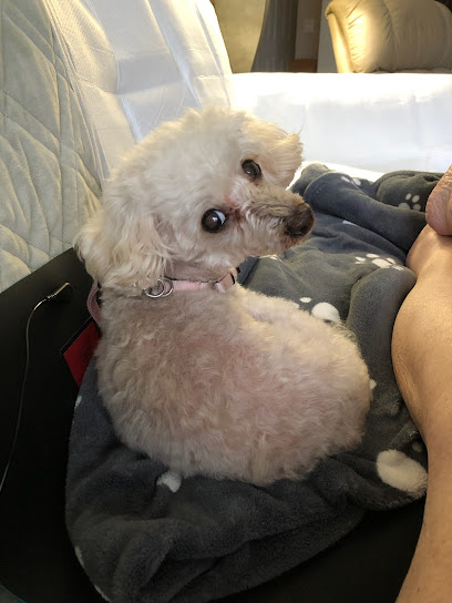 Veterinary Dental Specialties & Oral Surgery Veterinary Dental Specialties & Oral Surgery