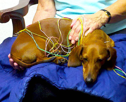 Medicine Wheel Veterinary Services