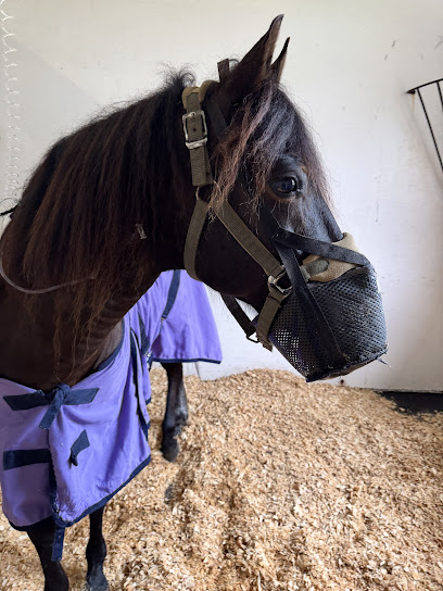 Equine Medical Center of Ocala