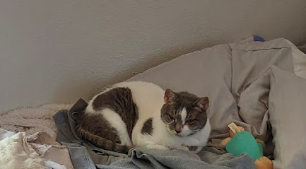 Steadman Veterinary Hospital