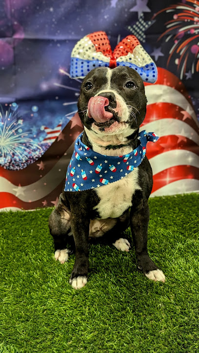 Pensacola Pet Resort Premier