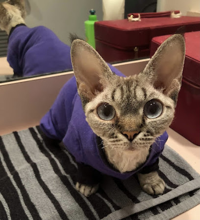 Fur Kids Allergy & Dermatology