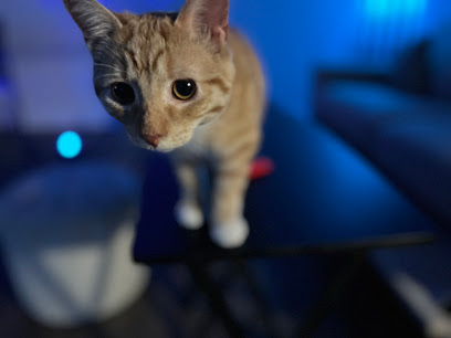 Spanish Trail Veterinary Hospital