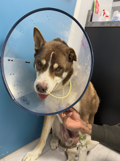 Focused Pet Care Focused Pet Care