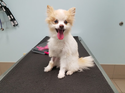 Animal Eye Clinic Animal Eye Clinic