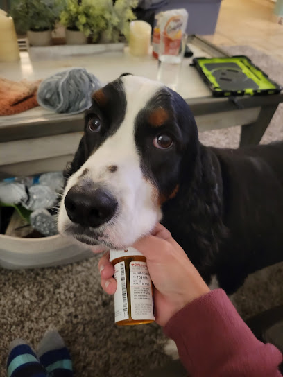 Animal Friends Dermatology Animal Friends Dermatology