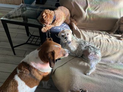 Where Pets are Family – Small Dogs (under 20lb) Boarding & Daycare Where Pets are Family – Small Dogs (under 20lb) Boarding & Daycare