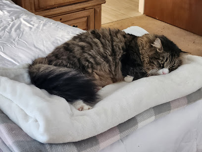 Tally Pet Urgent Care Timberlane Animal Hospital