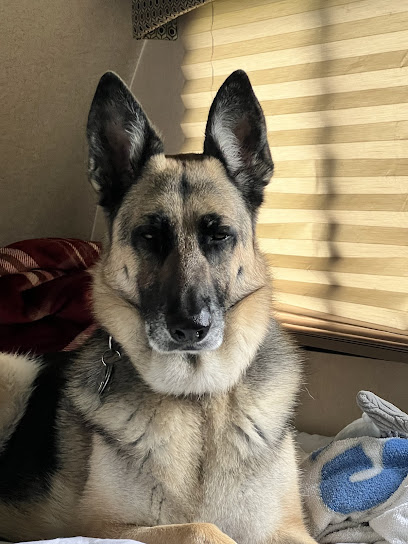 Punta Gorda Animal Hospital Punta Gorda Animal Hospital