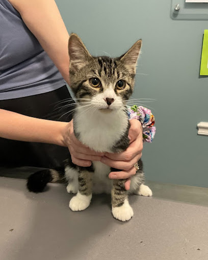 easyvet Veterinarian Magnolia easyvet Veterinarian Magnolia