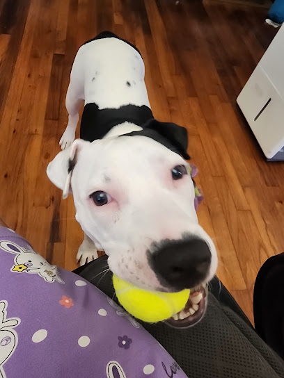 Tallahassee Animal Veterinary Service