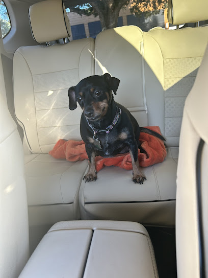 Northeast Animal Hospital: Allison Sherman DVM